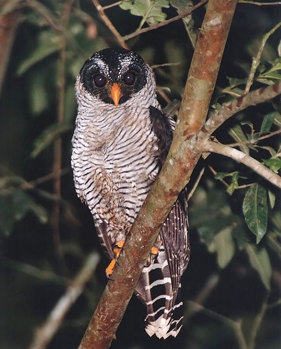 Black-and-White Owl