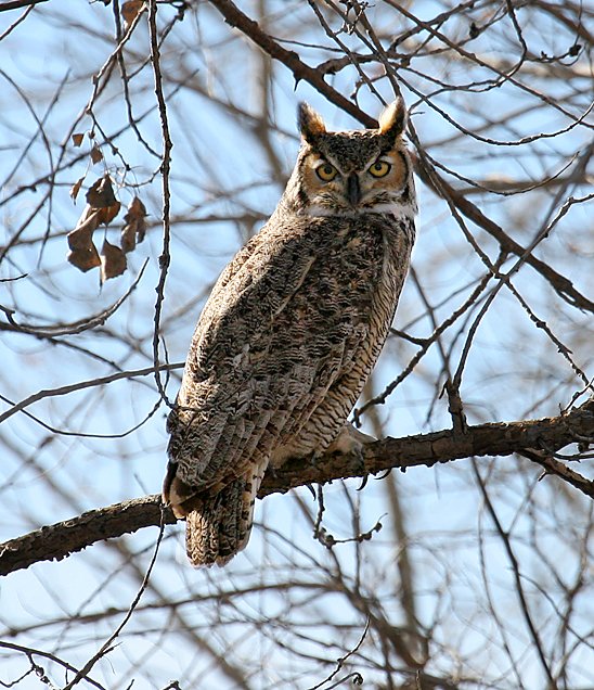 Great Horned Owl