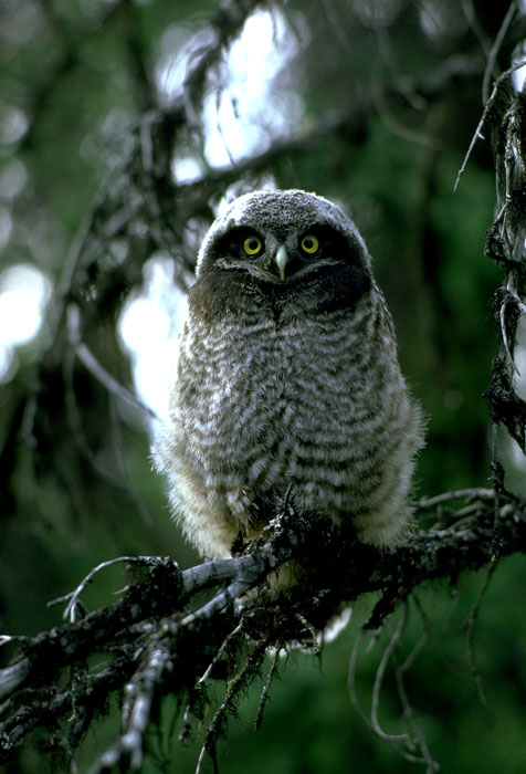 Northern Hawk Owl by Douglas Herr 1981 
