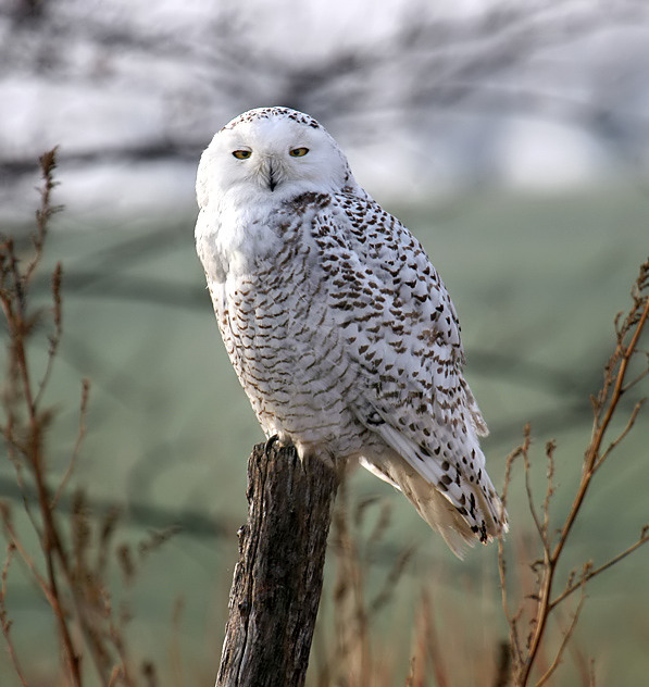 Snowy Owl by Dan Lockshaw  2000 