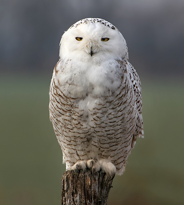 Snowy Owl by Dan Lockshaw  2000 