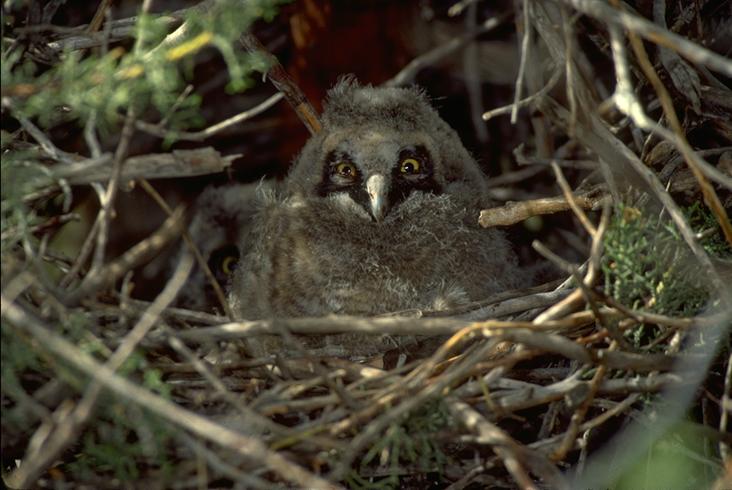 Long-eared Owl by Don Baccus 1981 