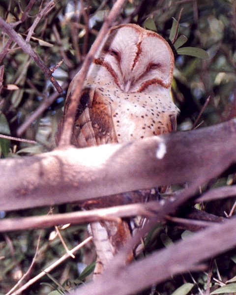 Barn Owl by Dan Lockshaw  2000 