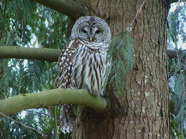 Barred Owl