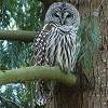 Barred Owl Photo