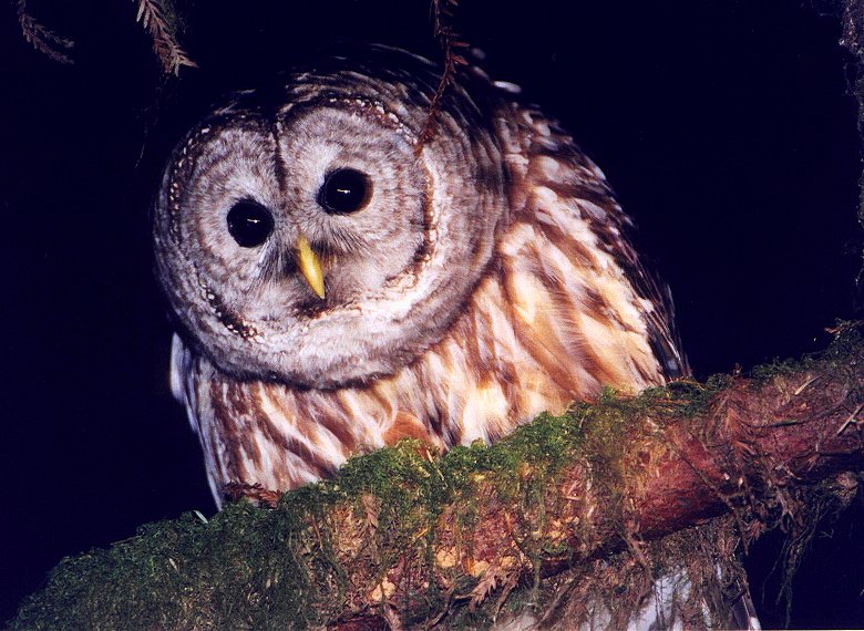 Barred Owl by Dan Lockshaw  2000 