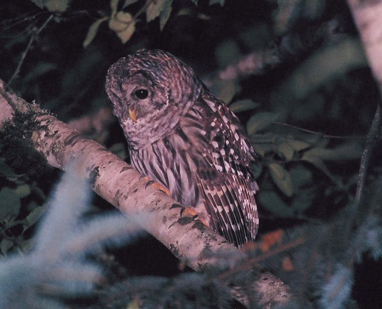 Barred Owl by Dan Lockshaw  2002