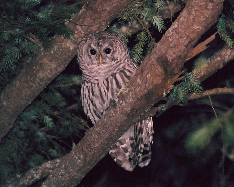 Barred Owl by Dan Lockshaw  2002