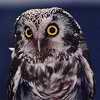 http://www.owling.com/boreal2b.jpg