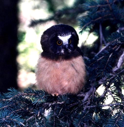 Northern Saw-whet Owlet