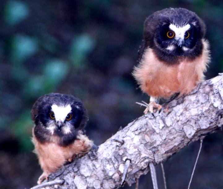 Northern Saw-whet Owlets