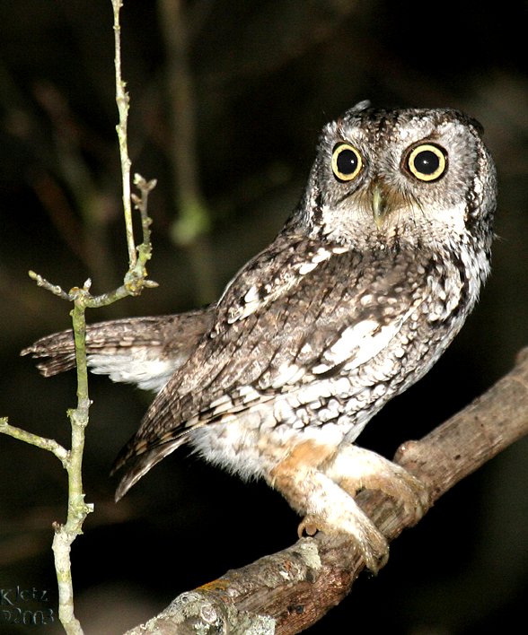 Eastern Screech-Owl