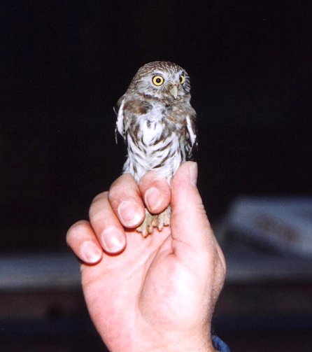 Ferruginous Pygmy-Owl