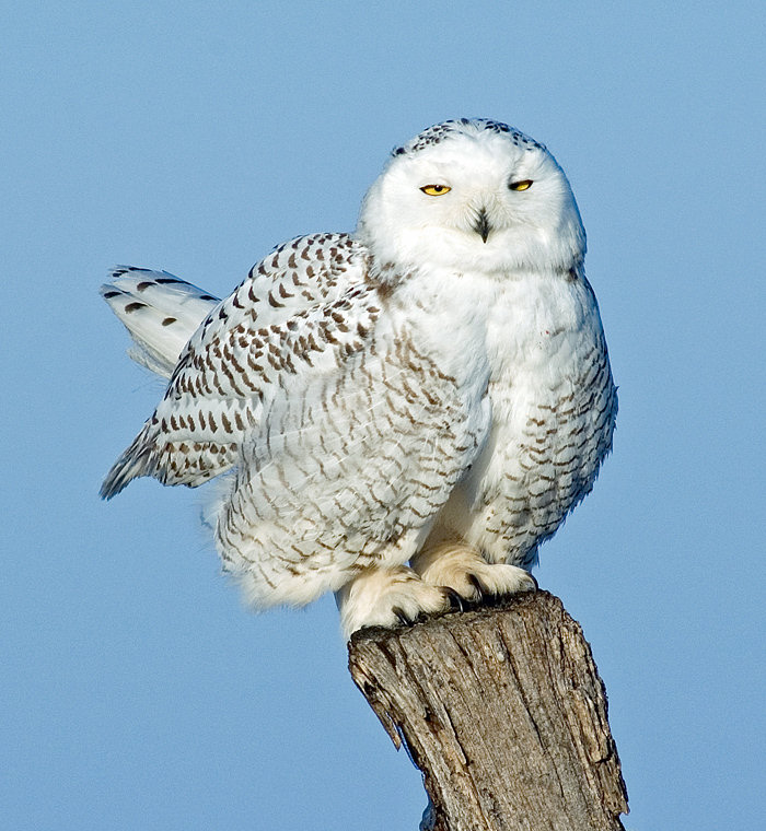 Snowy Owl by Dan Lockshaw  2000 