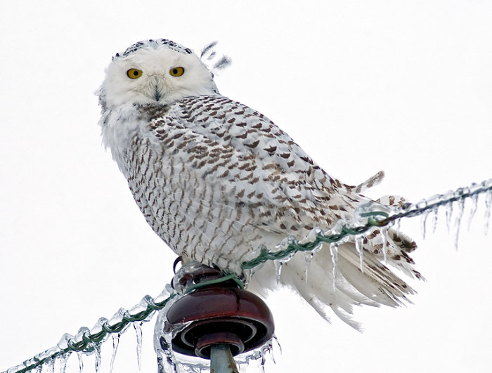 Snowy Owl by Norman Smith © 2005 