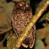 Bare-shanked Screech Owl Photo