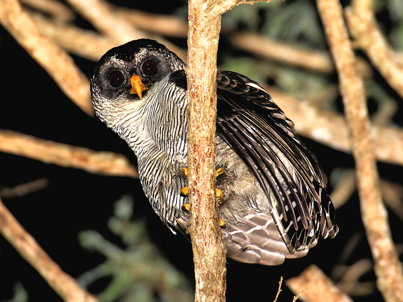 Black-and-White Owl