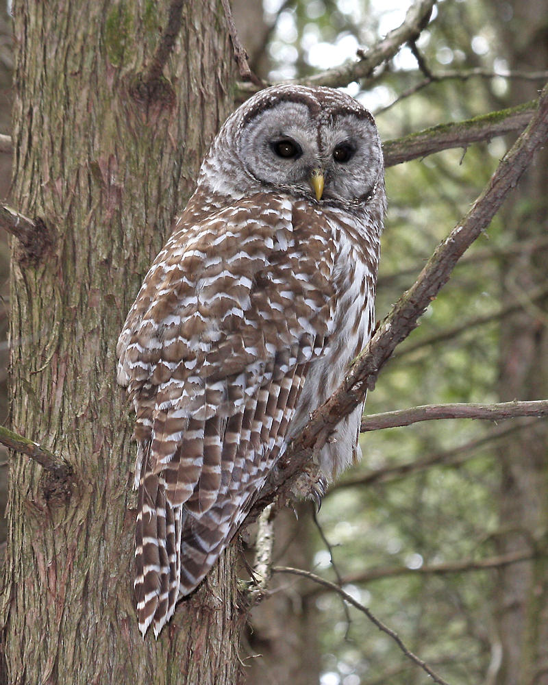 Barred Owl photo 