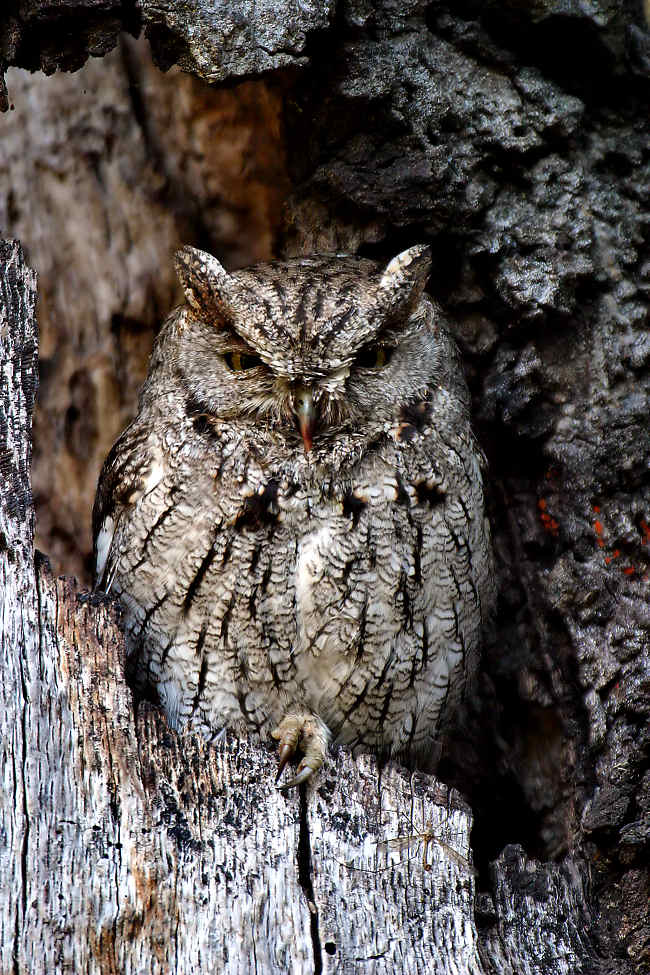 Western Screech-Owl