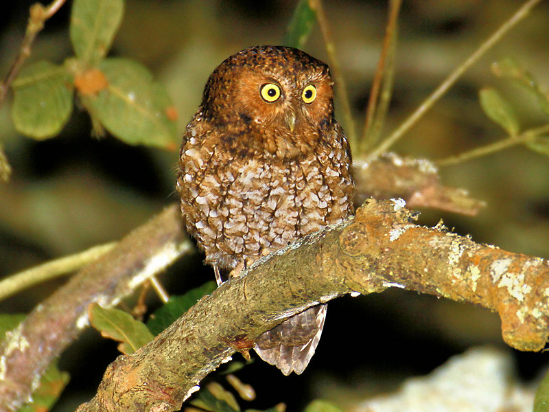 Bare-shanked Screech-Owl