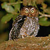 Bare-shanked Screech Owl Photo