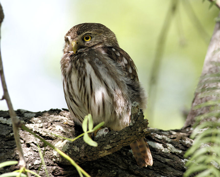 Ferruginous Pygmy-Owl