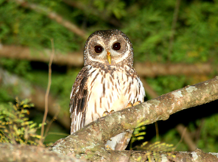 Mottled Owl