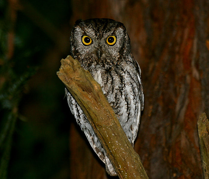 Western Screech-Owl