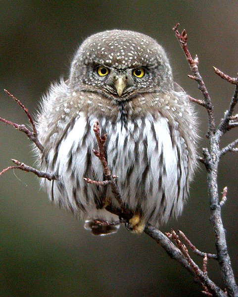 Northern Pygmy-Owl