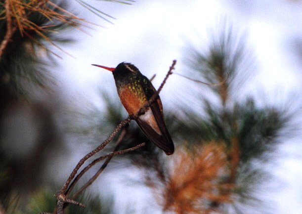 Xantus's Hummingbird by Dan Lockshaw  2001