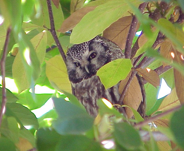 Boreal Owl