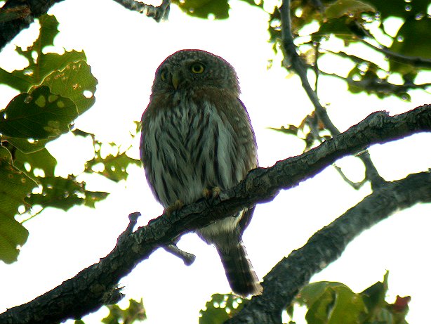 Cape Pygmy-Owl