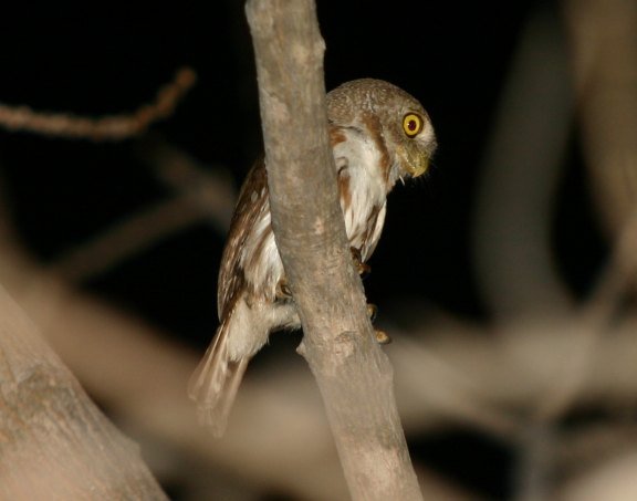 Colima Pygmy-Owl