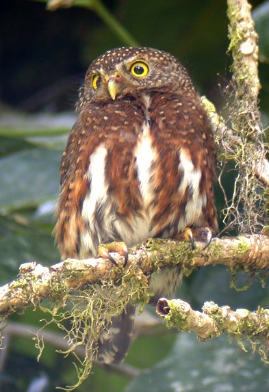 Costa Rican Pygmy-Owl