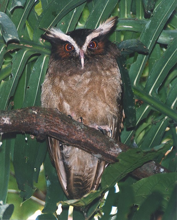 Crested Owl