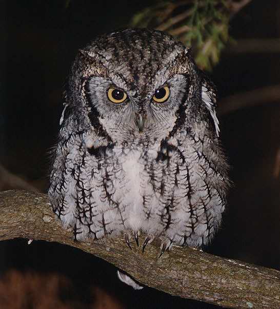 Eastern Screech-Owl