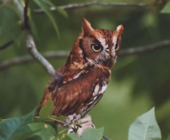 Eastern Screech-Owl