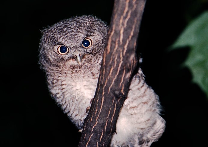 Eastern Screech-Owlet