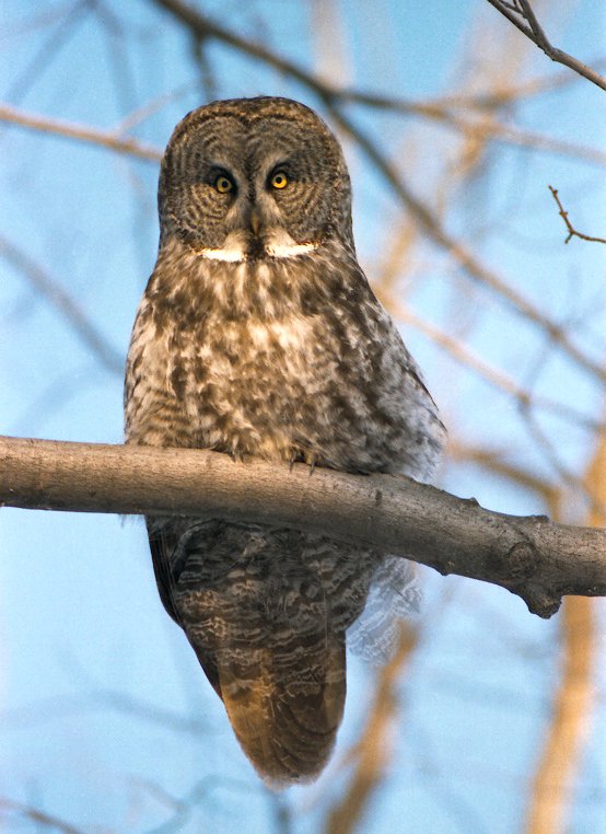 Great Gray Owl