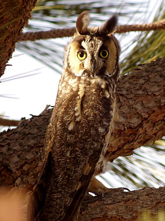 Long-eared Owl