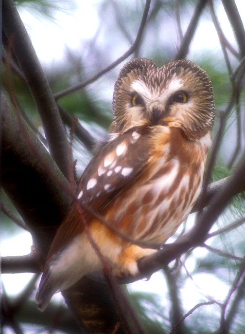 Northern Saw-whet Owl