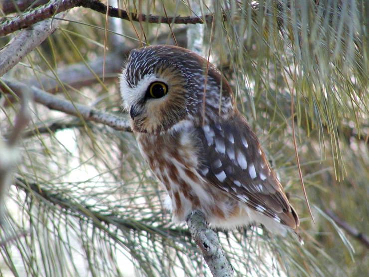 Northern Saw-whet Owlets