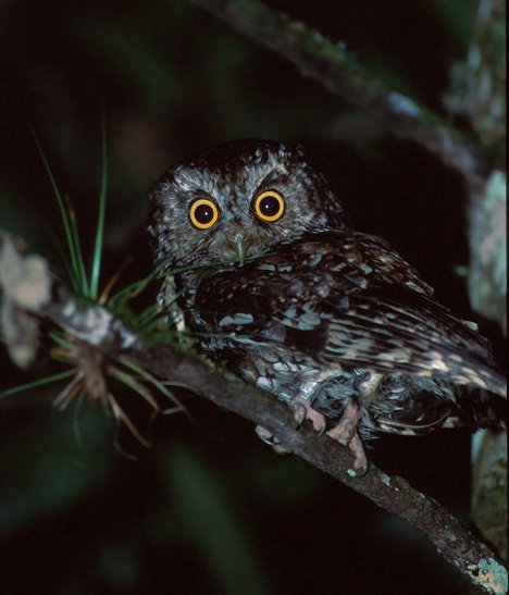 Bearded Screech-Owl