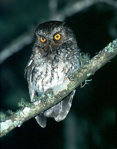 Bearded Screech-Owl