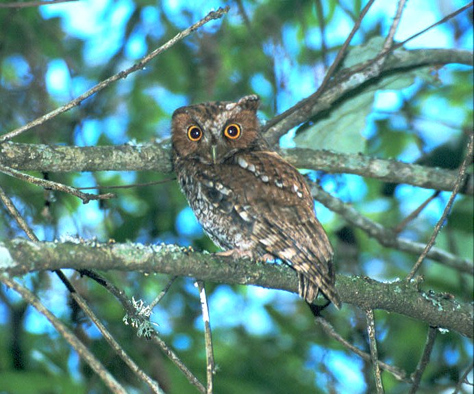 Bearded Screech-Owl