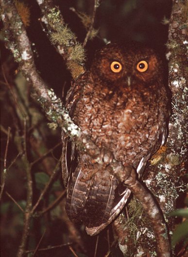 Bare-shanked Screech-Owl