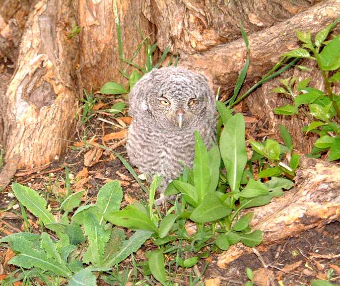 Eastern Screech-Owl