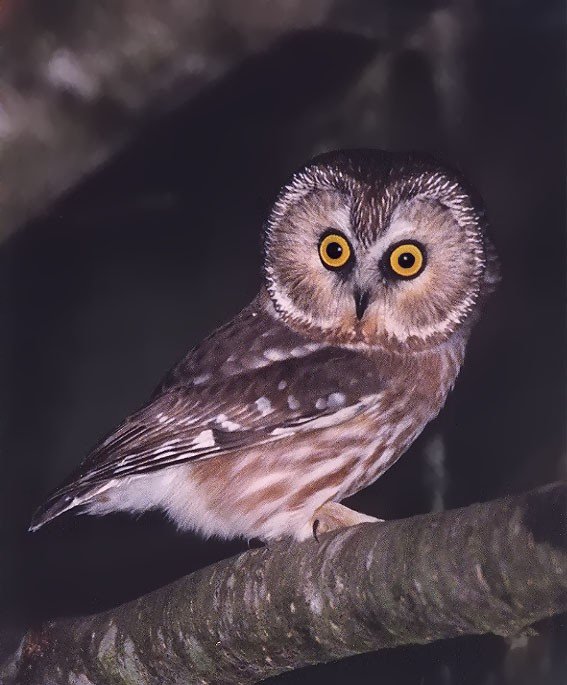 Northern Saw-whet Owl