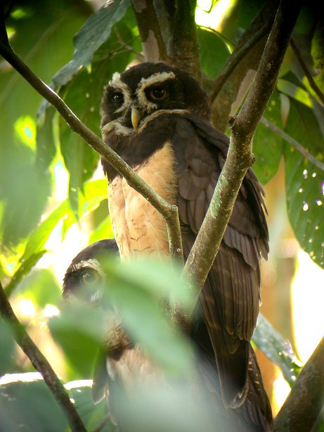 Spectacled Owl