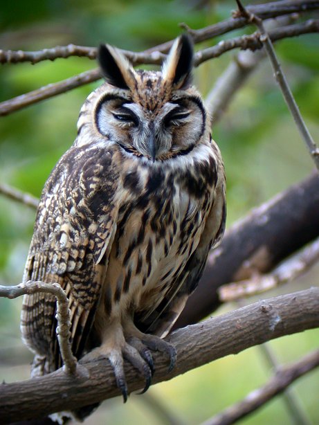 Striped Owl